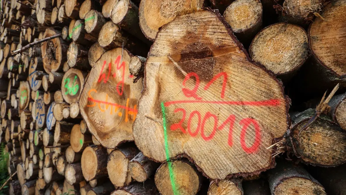 Im neuen Nasslager der BUG in Sabrodt kann Holz künftig über mehrere Jahre lang gelagert werden (Symbolbild).
09.06.2021, Sachsen, Pockau-Lengefeld: Baumstämme liegen auf einem Polter in einem Wald auf einer Kammlage im Erzgebirge. Dem Wald hier haben in den letzten Jahren nicht nur Trockenheit und Borkenkäfer, sondern auch mehrere Stürme schwer zugesetzt. Um den schnellen Abtransport des geschlagenen Holzes zu gewährleisten und dem Borkenkäfer die Angriffsfläche zu nehmen, wurde 2020 sogar der Verladebahnhof in Pockau-Lengefeld reaktiviert. Allein 2019 haben Borkenkäfer in Sachsen über zwei Millionen Kubikmeter Schadholz auf mehreren Tausend Hektar Wald hinterlassen. Foto: Jan Woitas/dpa-Zentralbild/dpa - Honorarfrei nur für Bezieher des Dienstes ZB-Funkregio Ost +++ ZB-FUNKREGIO OST +++