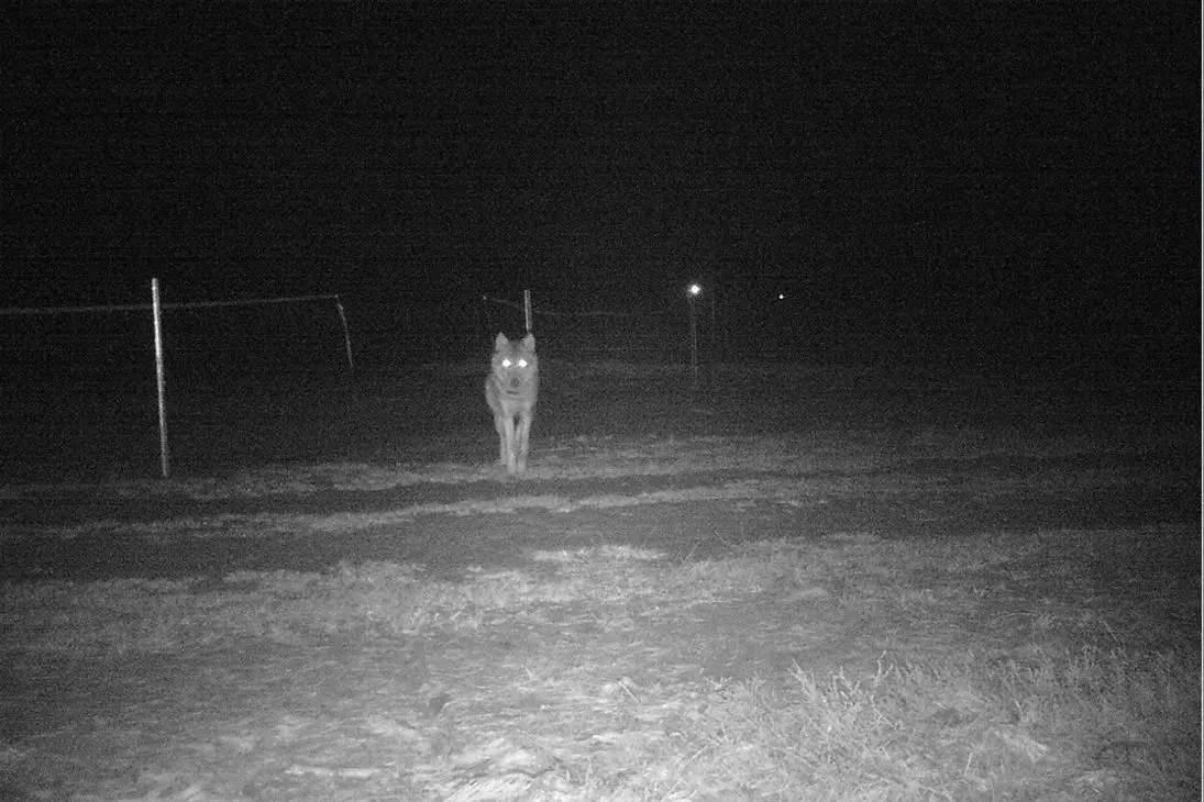 Die Wildkamera an einem ASP-Schutzzaun zeigt die Wölfin Rona.