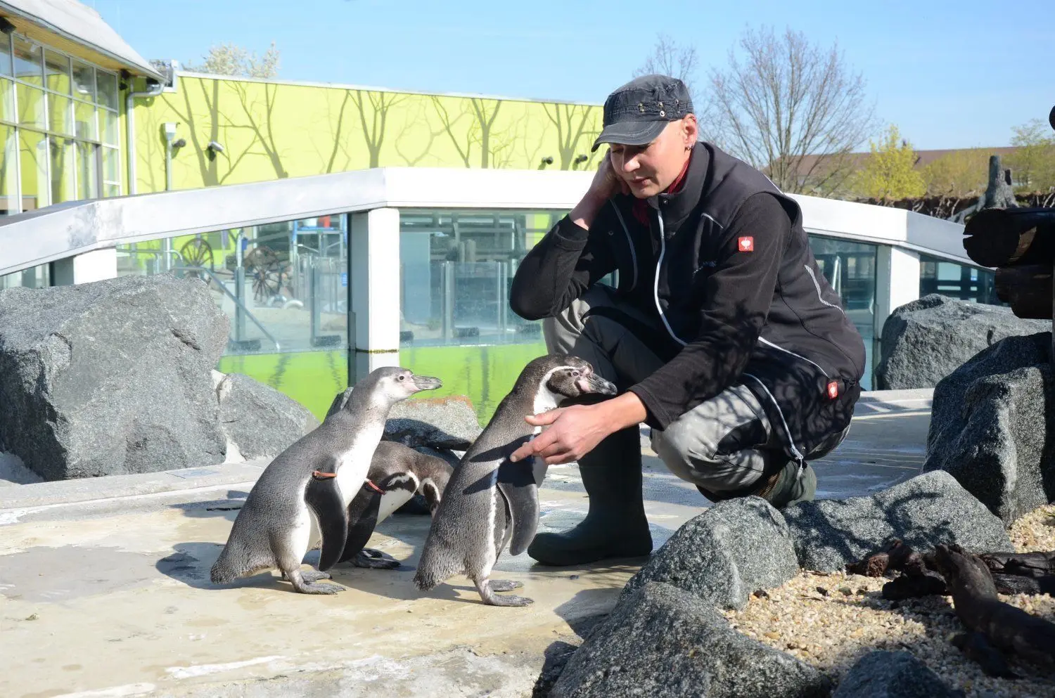Derzeit die einzigen Nutzer des Bads – 24 Humboldt-Pinguine, hier mit Tierpflegerin Katharina Herda.