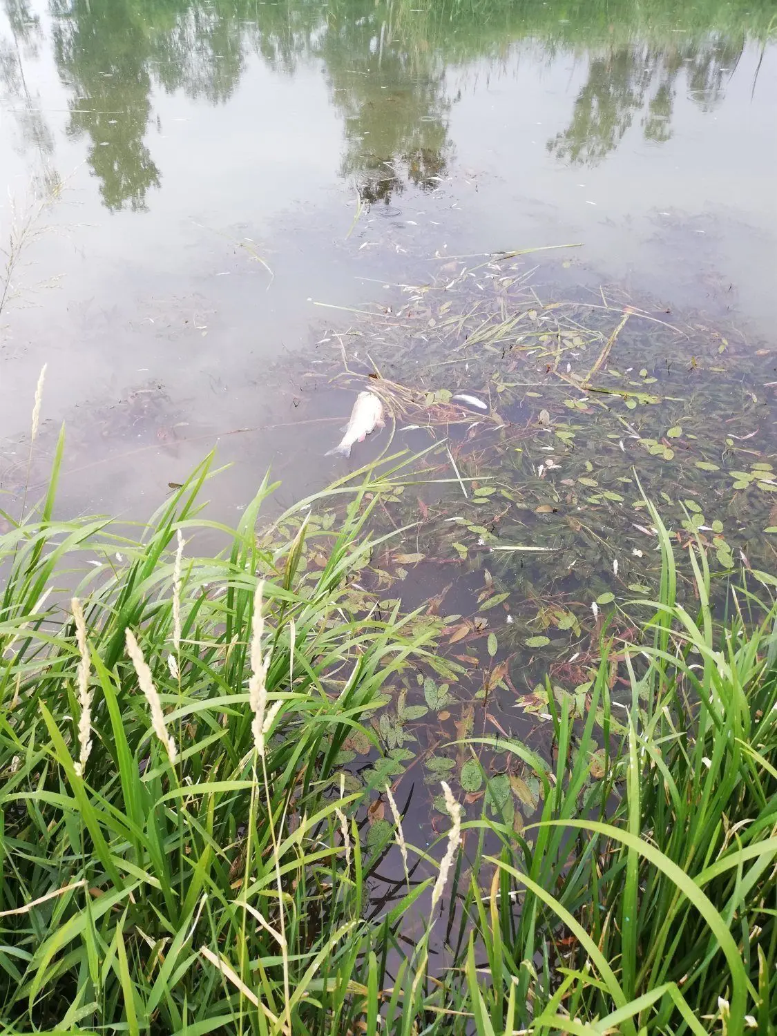 Seit Montag treiben tote Fische in der übersäuerten Schwarzen Elster, wie hier bei Wahrenbrück.