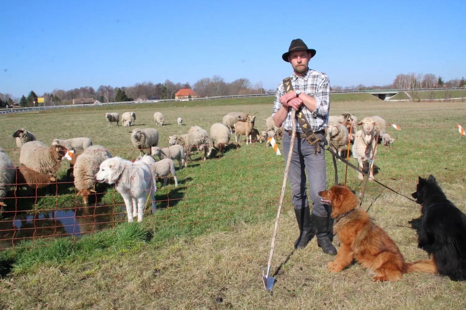 Der Bernsdorfer Schäfer Michael Röhl vor seiner Schafherde, die zurzeit an der Umgehungsstraße S 94 weidet. Herdenschutzhund Teddy ist immer mitten unter den Schafen, während die Hütehunde Hexe und Lena die Kommandos des Schäfers umsetzen.