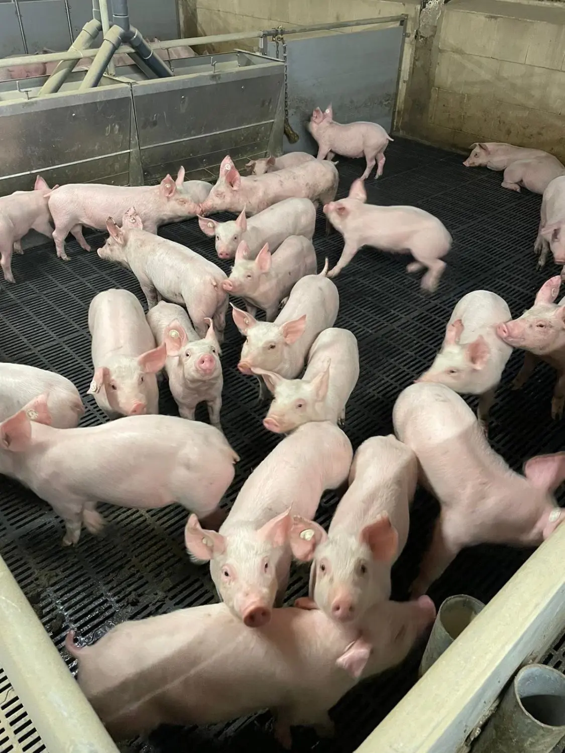 Ferkelhaltung in der Porky Ferkel- und Mast GmbH in Gröden.