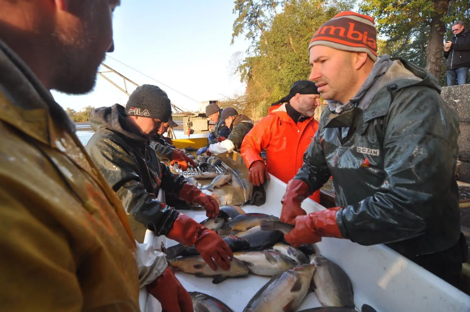 Mit geübtem Blick werden die Fische je nach Alter sortiert. Toni Richter (r.): „Bis etwa 14 Uhr werden wir zu tun haben.“