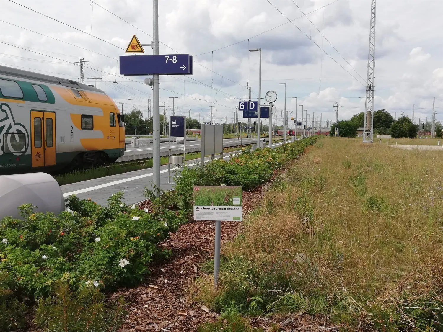 Die Blühwiese auf dem umgebauten Bahnhof Cottbus ist ein Projekt zum Erhalt der Artenvielfalt.