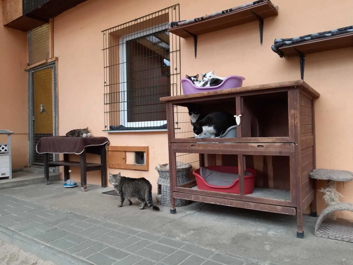 Im Gubener Katzenhaus geht es ganz entspannt zu.