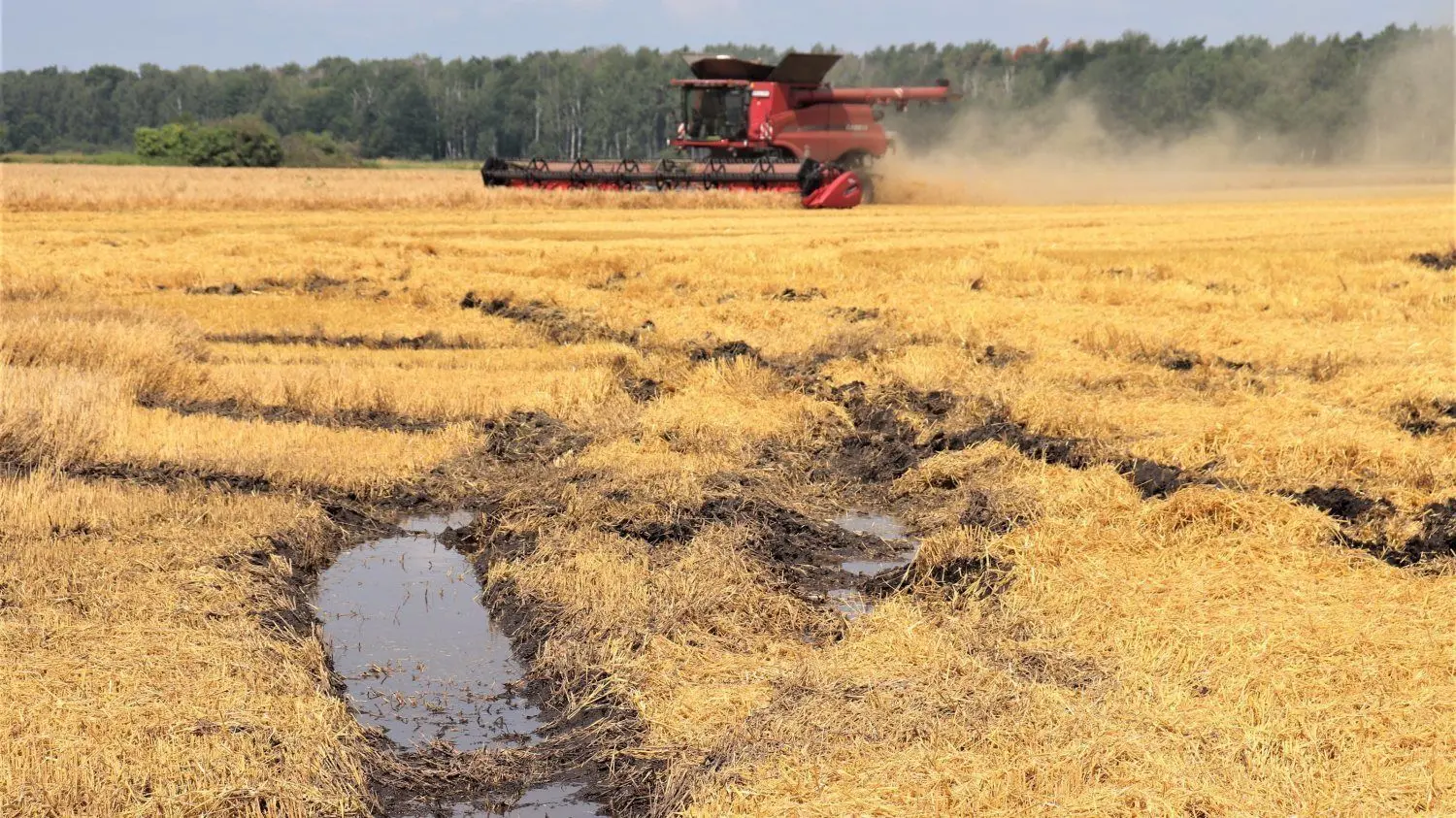 Nur ein Mähdrescher mit Raupenantrieb kann diesen durchfeuchteten Getreideschlag an der B 169 östlich von Plessa abernten. Die schwere Maschine hinterlässt tiefe Kettenspuren, die sich schnell mit Wasser füllen.
