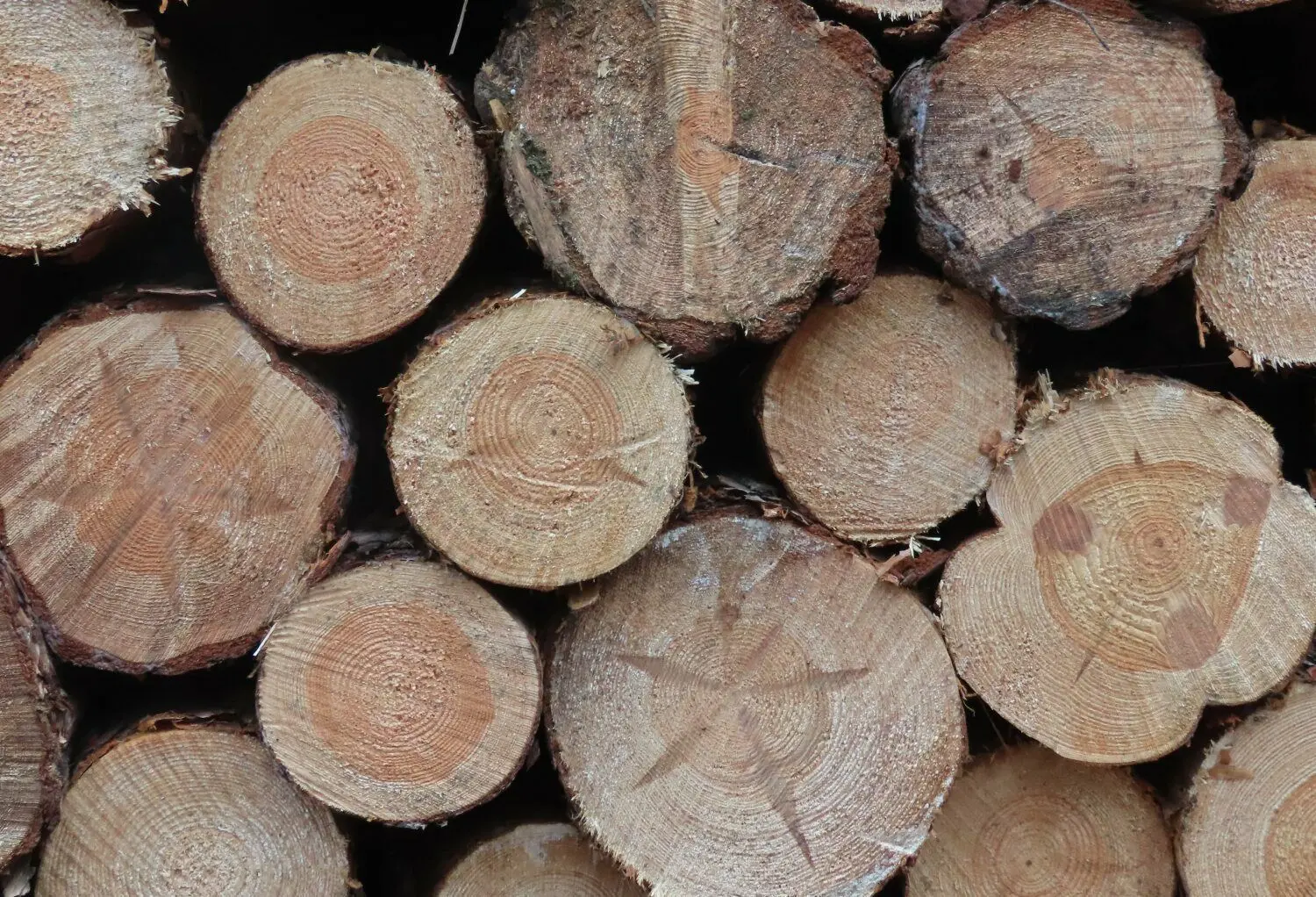 Jede Menge Holz ist zwischen Bühlow und Cantdorf geerntet worden. Was sagen diese Querschnitte?