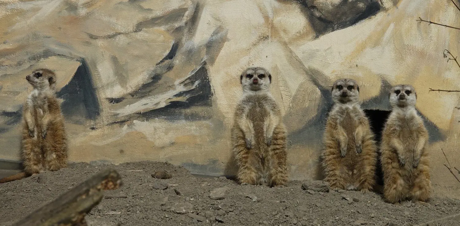 Die Erdmännchen schauen sich um: Wo bleiben die vielen Besucher im Tierpark?
