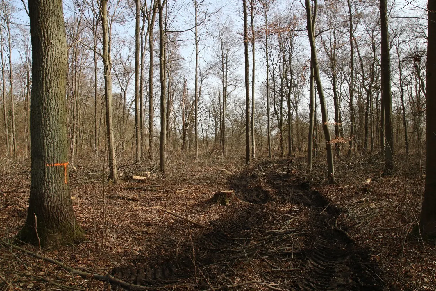 Mit großen Fahrzeugen holten die Waldarbeiter die Stämme aus dem Wald.