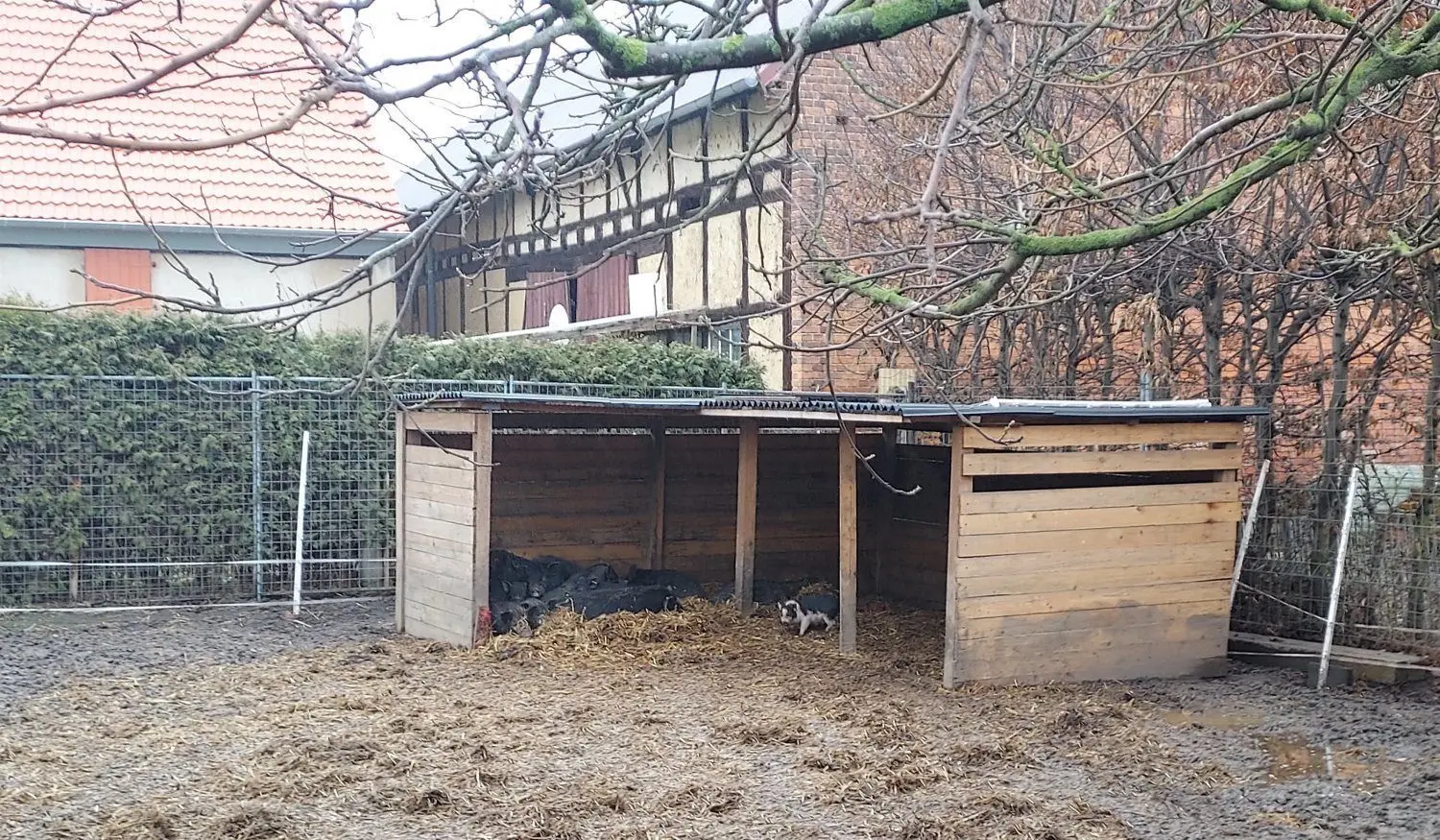 Eng aneinandergekuschelt halten die schwarzen Schweinchen auf dem Heu unterm Verschlag ein Nickerchen.
