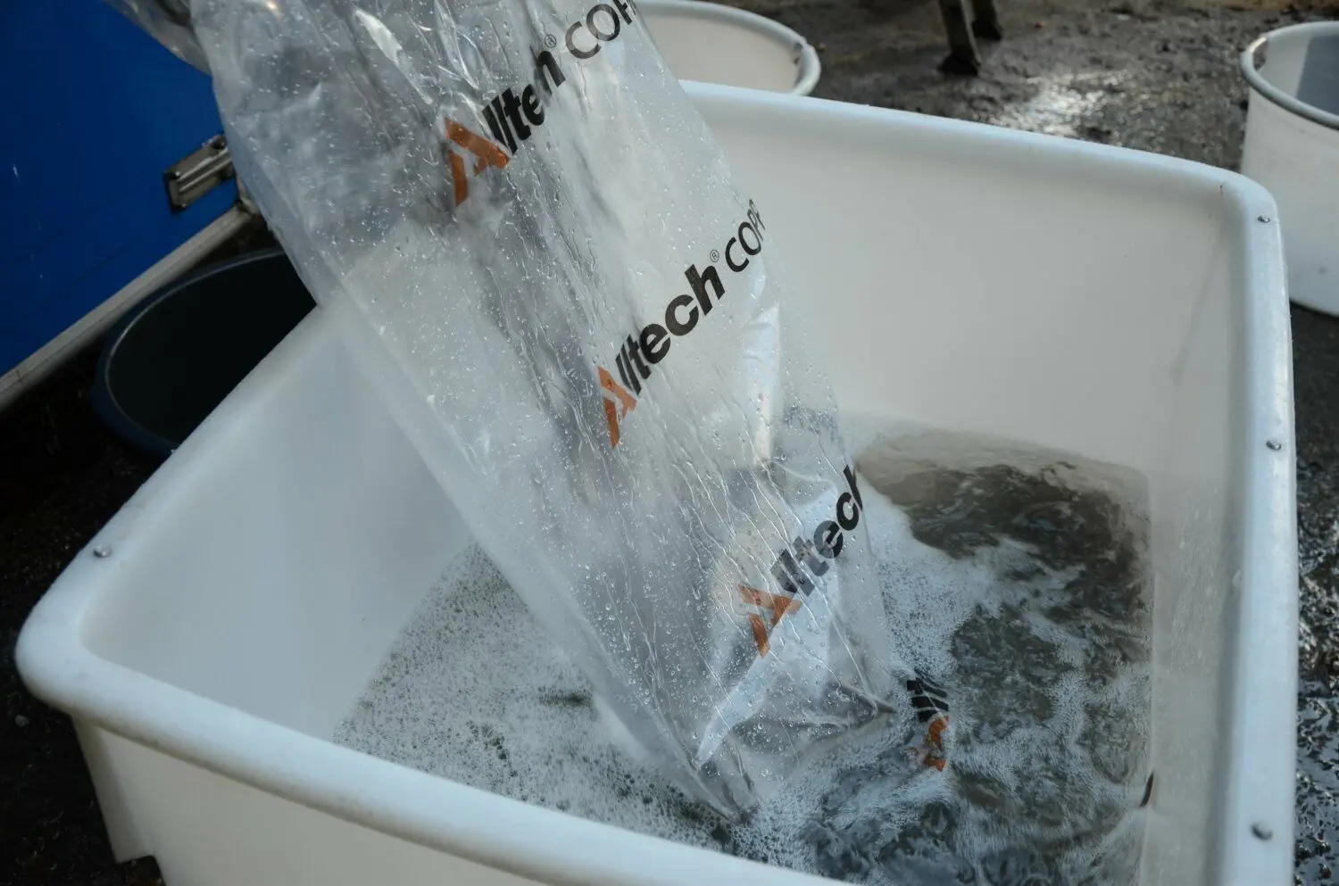 Durch einen Folienschlauch rauschen die Aale aus den Transporttanks in die Behälter.