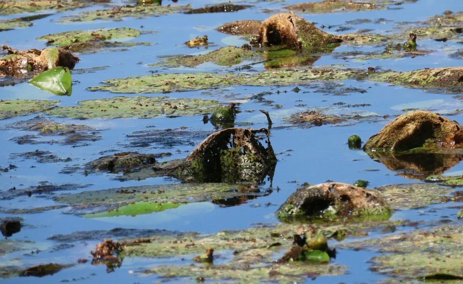 Die abgestorbenen Wasserpflanzen sind zerfressen. Wann kippt der Cantdorfer Wiesenteich?