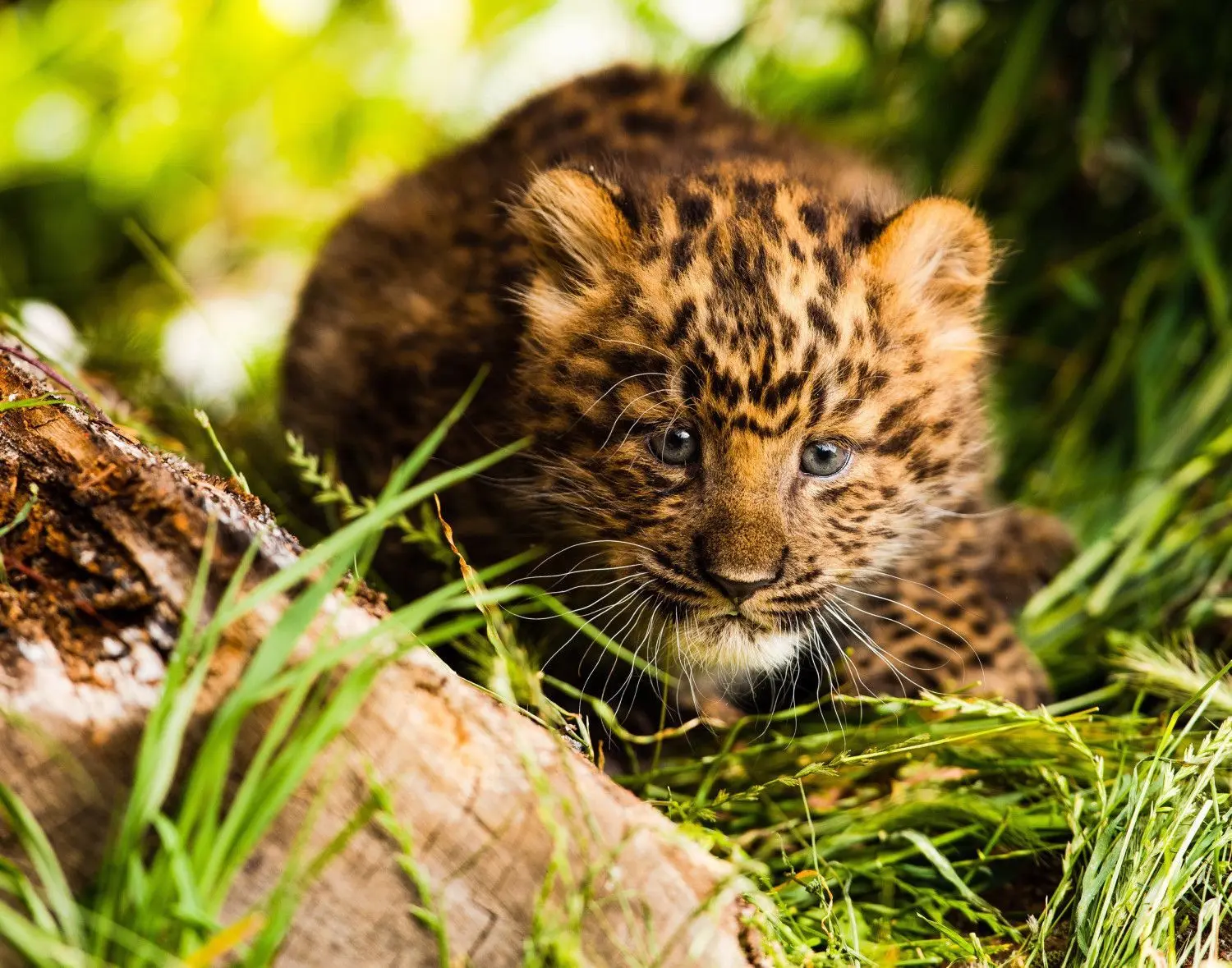 Vorsichtig erkundet der Baby-Leopard im Hoyerswerdaer Zoo die Außenanlage. Das Kleine ist Anfang Mai geboren worden.