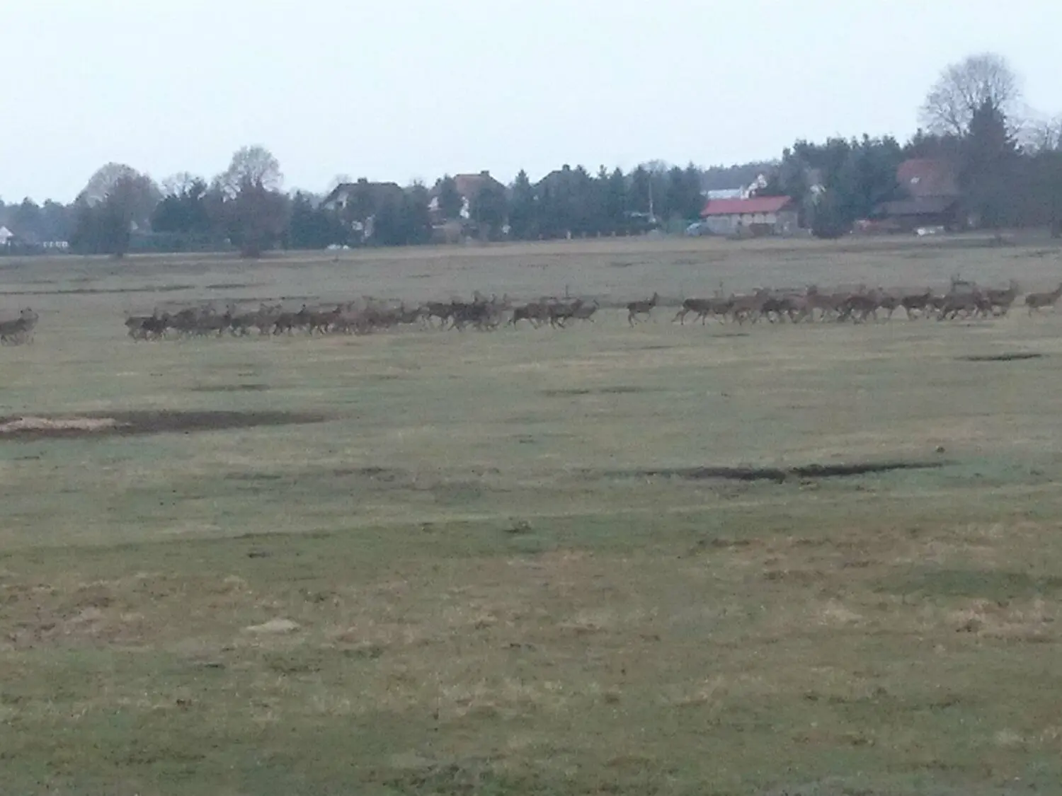 Das Rotwild lässt sich von Zäunen und Flatterband nicht aufhalten.