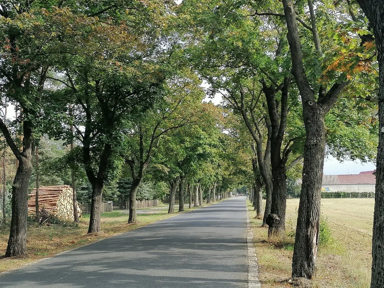 Auf den ersten Blick sieht diese Allee südlich von Bad Liebenwerda noch ganz gut aus. Doch die Bäume haben bereits einiges mitgemacht.