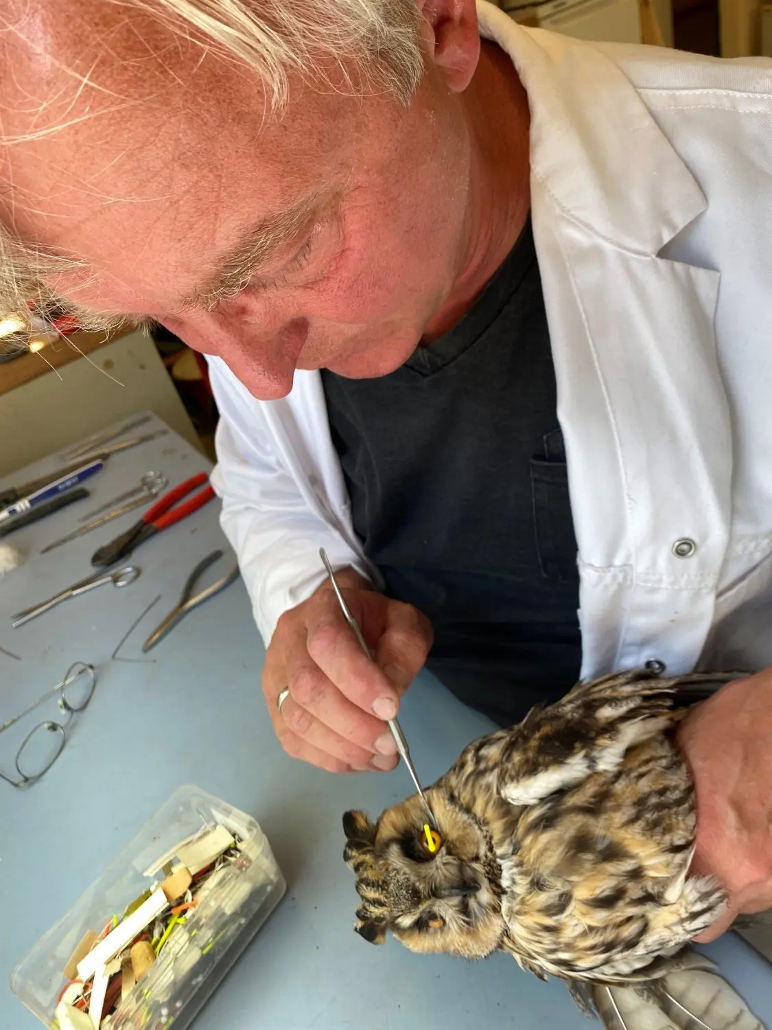 Tierpräparator Juri Schlosser sortiert die Federn rund um die Augen einer Waldohreule mit einer Pinzette. Zuvor hat er sie mit einer gelben Akkupunkturnadel fixiert.