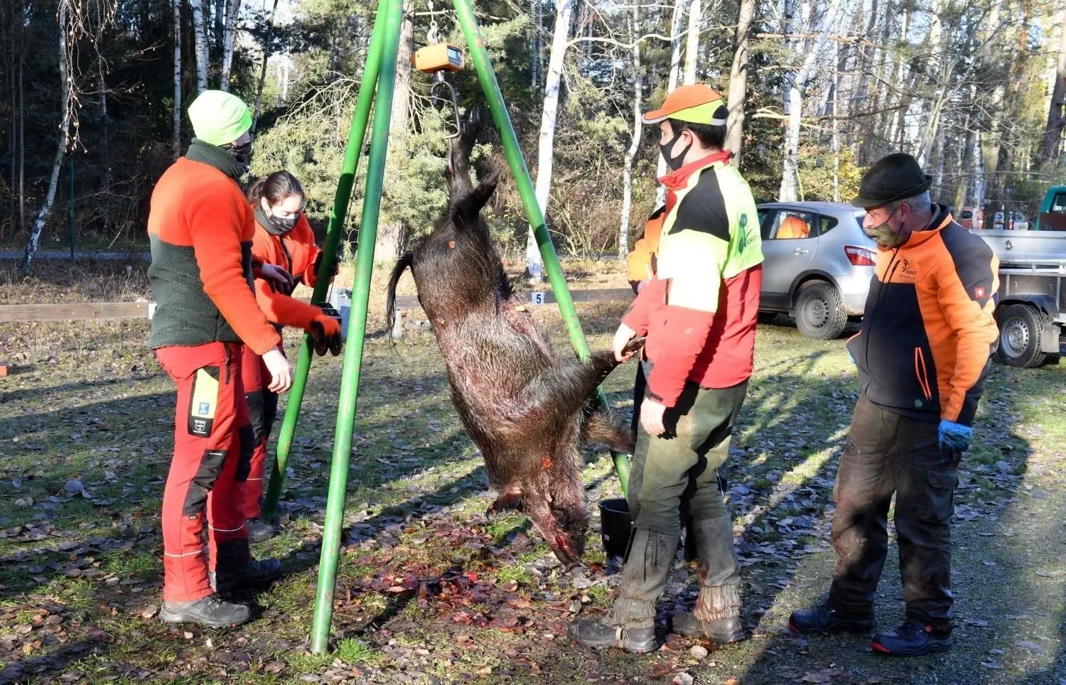 Wegen der Afrikanischen Schweinepest werden derzeit auch in Elbe-Elster die Wildschweinbestände reduziert.