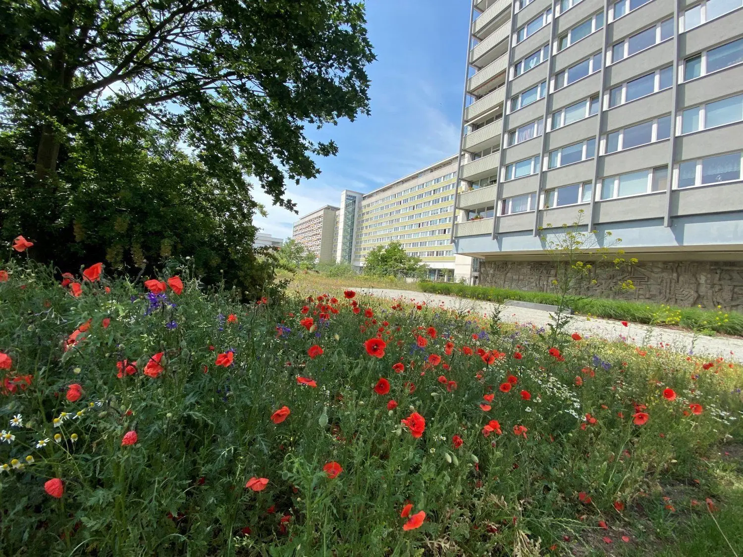 Die Cottbuser träumen von einer grünen Stadtpromenade. Zumindest von einer Seite ist das schon Wirklichkeit. Vor dem Punkthochhaus hat die Stadt eine Blumenwiese angelegt.