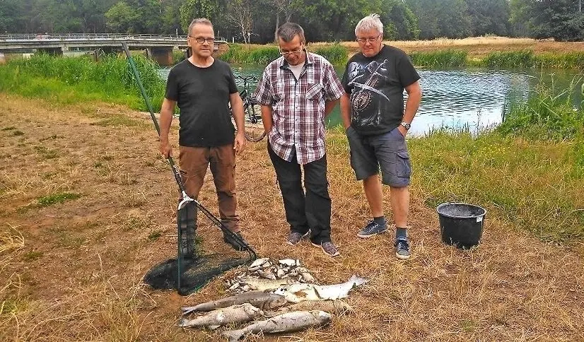 Betretene Gesichter: Oberhalb des Wehres Neumühl in der Schwarzen Elster haben (v. l.) Karl-Heinz Boche, Fischereiaufseher Elbe-Elster aus Schlieben, Reiner Horn, passionierter Angler aus Langennaundorf, und Gunter Gasde, Kreisgewässerwart des Elbe-Elster-Anglerverbandes Bad Liebenwerda, stattliche tote Fische aus dem versauerten Wasser gezogen.