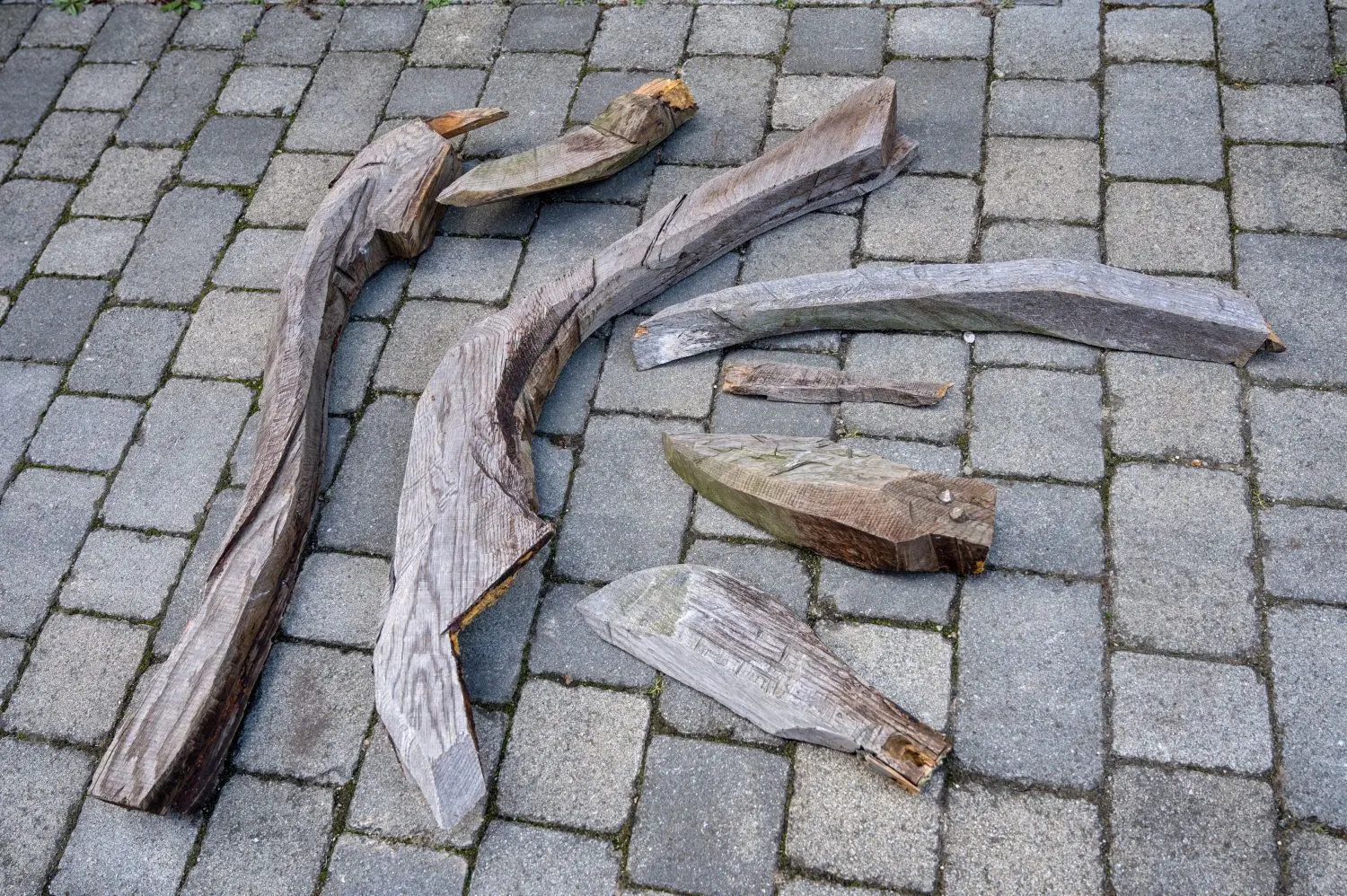 Fotomotiv vieler Touristen: Die Aueroxen in der Spreeauenlandschaft bei Dissen.