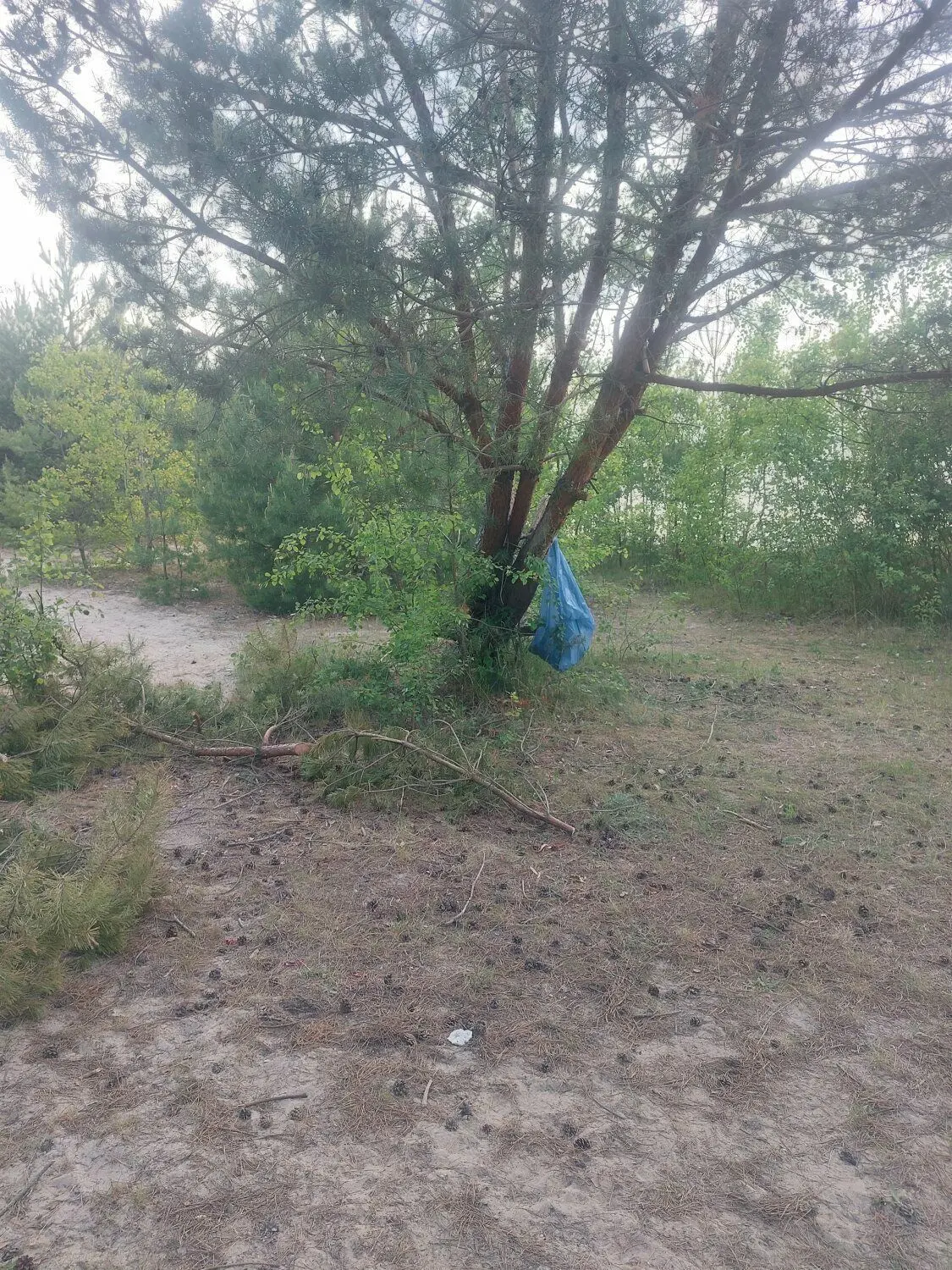 Strandabschnitt am Bischdorfer See: Auch hier wurden Müllsäcke zurückgelassen und an einen Baum gehängt.