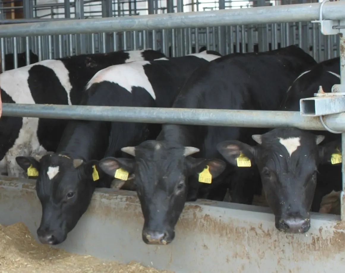 Wo kommt unsere Milch her? Was wird in der Region produziert? Das können sich die Kinder in der Milchviehanlage der Agrargenossenschaft Gräfendorf anschauen.