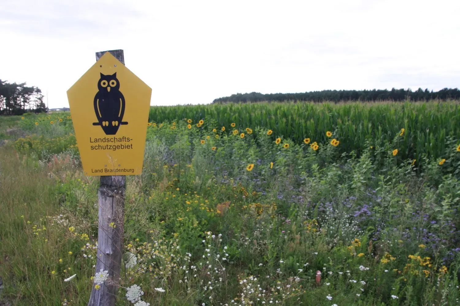 Blühstreifen sollen helfen, das Insektensterben zu stoppen. Kritiker sagen, die Maßnahme sei nur ein Tropfehn auf den heißen Stein und käme zu spät.