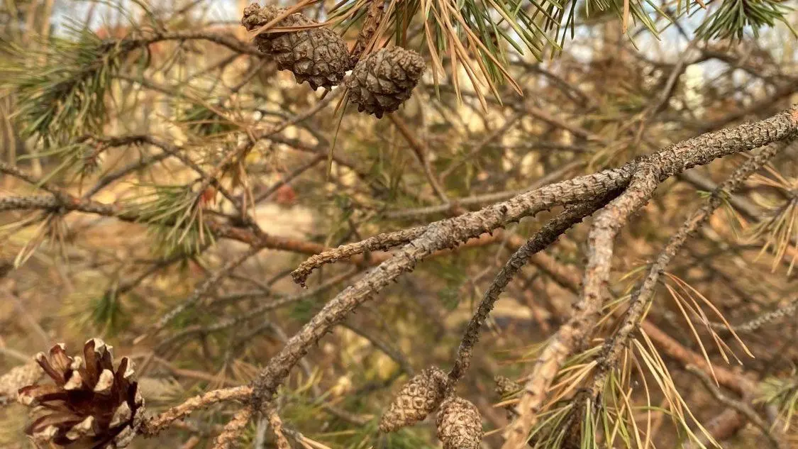 Waldumbau In der Branitzer Siedlung: Der Wald auf dem Böcklinplatz ist von Pilzen und Insekten befallen. Die Kroenen der Kiefern sind völlig vertrocknet und abgestorben. Dafür verantwortlich ist der Pilz Diplodia, der für das Kieferntriebsterben sorgt.