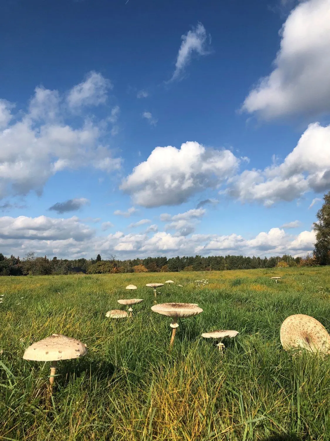 Eine Wiese mit Pilzen bei Kraupa.