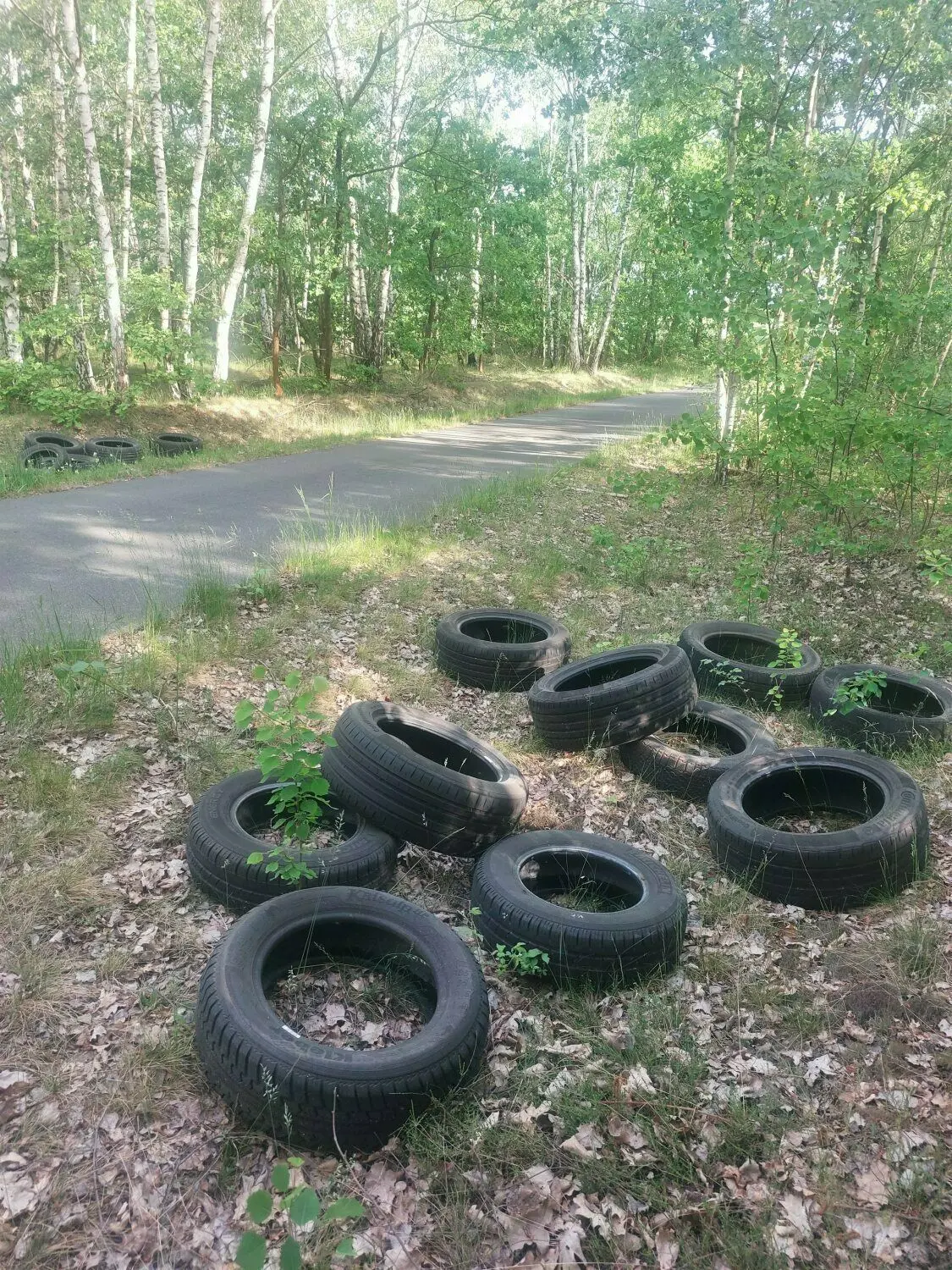 Man muss gar nicht erst tief in den Wald bei Koßwig hineingehen. Bereits am Wegesrand türmen sich Altreifen in Größenordnungen.