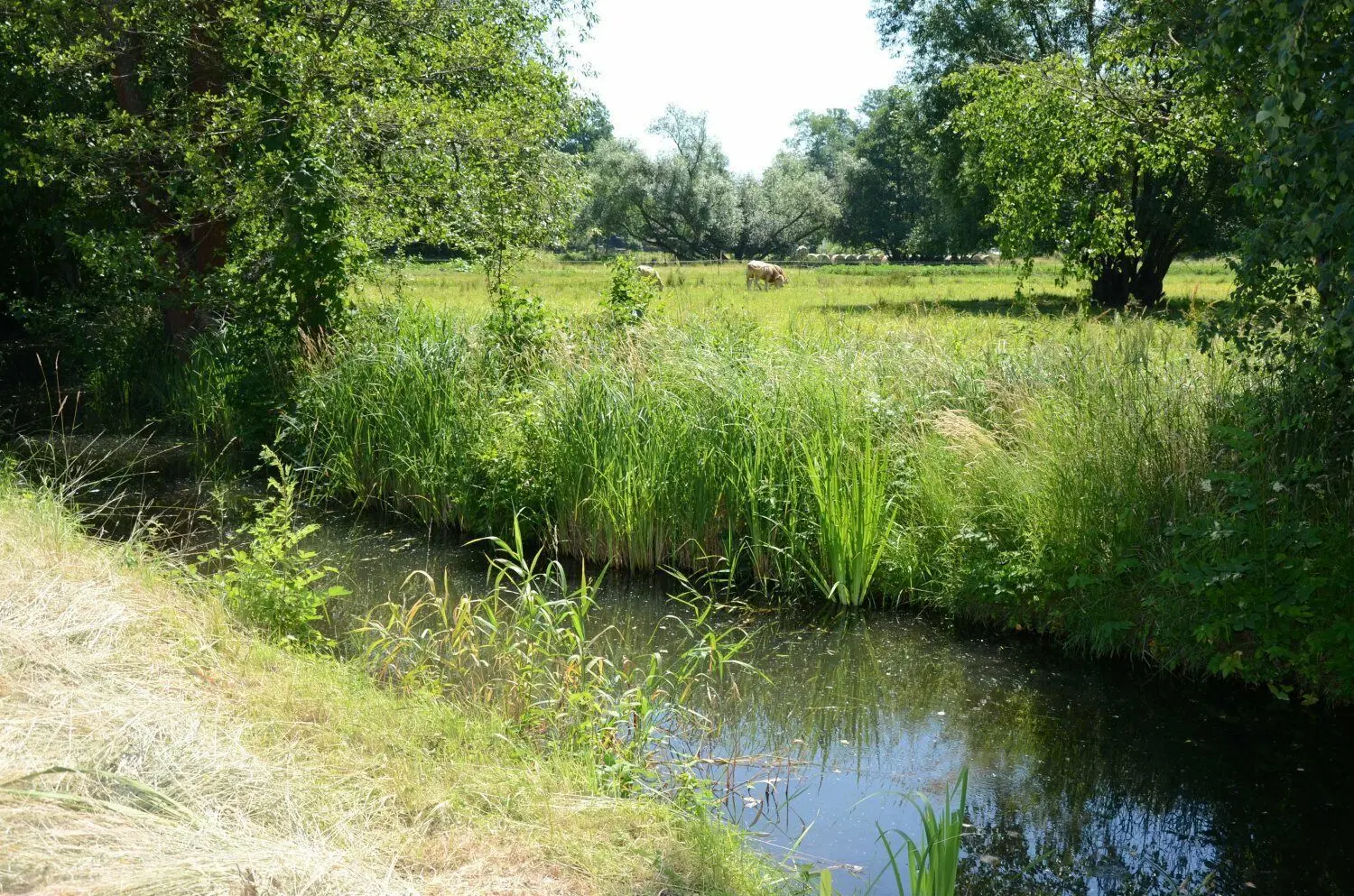Feuchtwiese in Lehde.