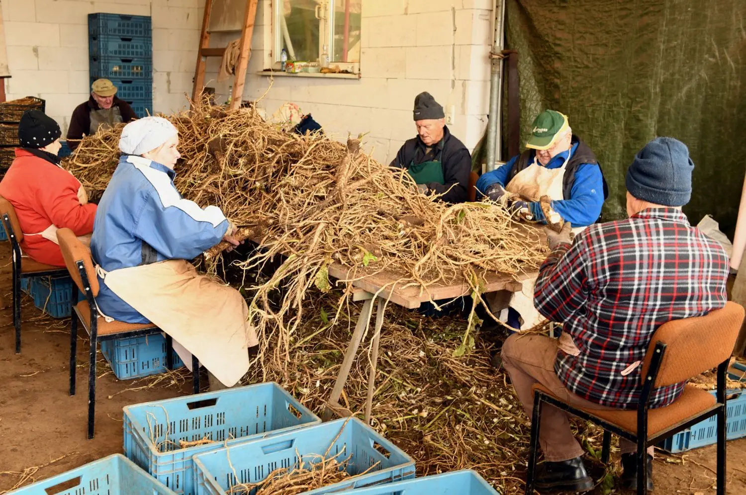 Schneiden, putzen und sortieren. Auf dem Hof von Dirk Richter in Klein Klessow im Spreewald wird der Meerrettich aufwändig für die Weiterverarbeitung vorbereitet.