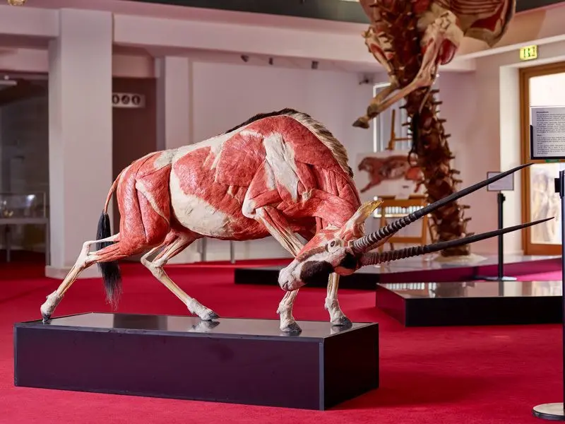 Zu den zahlreichen Exponaten des Plastinariums gehört auch diese Antilope.