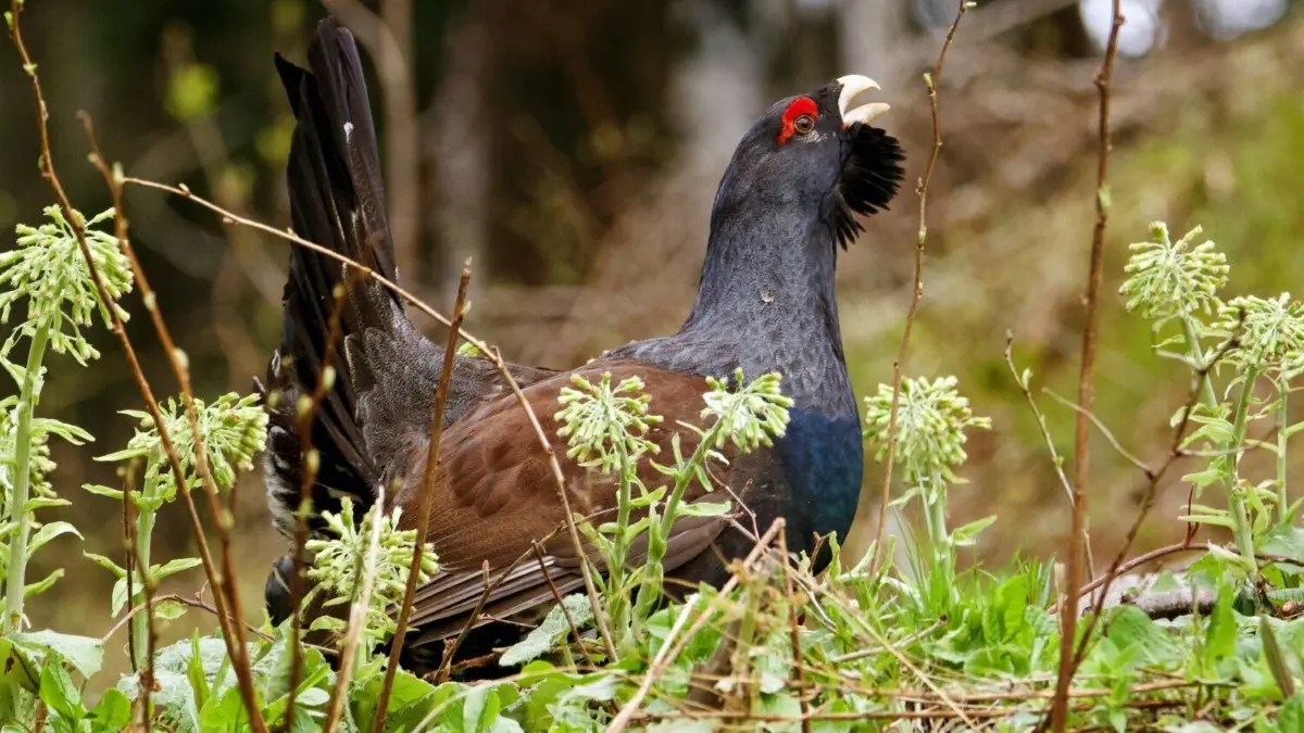 Auerhühner sind streng geschützt – und sehr scheu. Bilder wie von diesem Auerhahn in freier Natur sind selten.
Der balztoller Auerhahn, der sein Revier auf der Terrasse einer Berghütte bei Lenggries fast mit seinem Leben verteidigt hätte, ist in ein ruhigeres Gebiet im Mangfallgebirge umgesiedelt worden. +++ dpa-Bildfunk +++