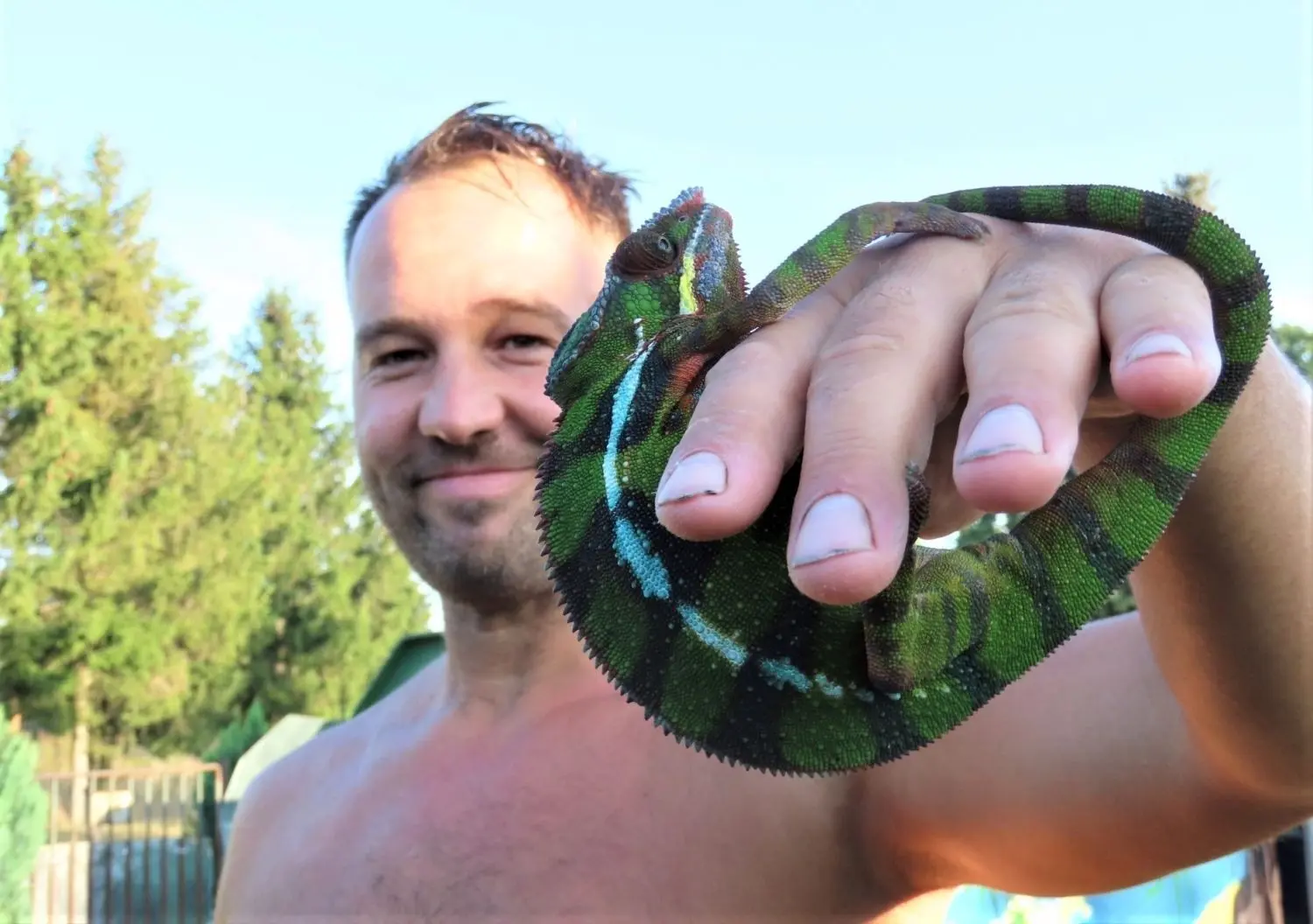 Daniel Jost hält sein Chamäleon im Sommer draußen.