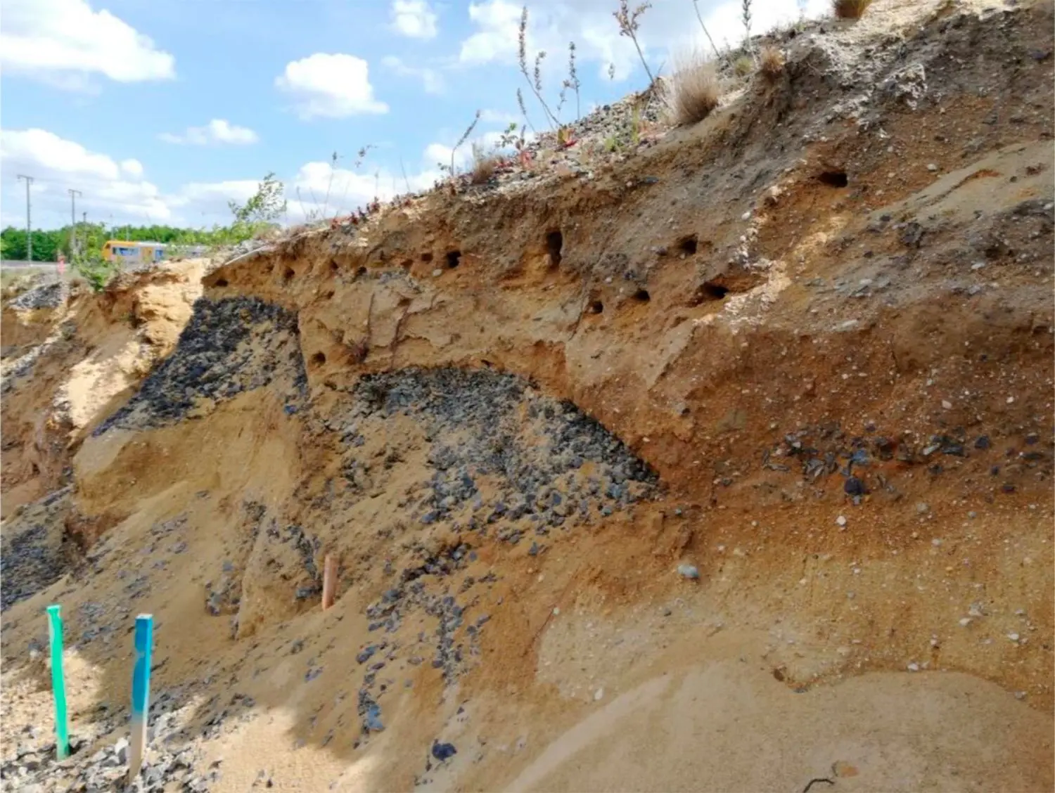 Hundert Uferschwalben haben sich an einer steilen Böschung im Uferbereich vom Restloch Silbersee zum Brüten angesiedelt. Zum Schutz der Vögel wurde die LMBV-Baustelle nun vorübergehend bis Juli stillgelegt.