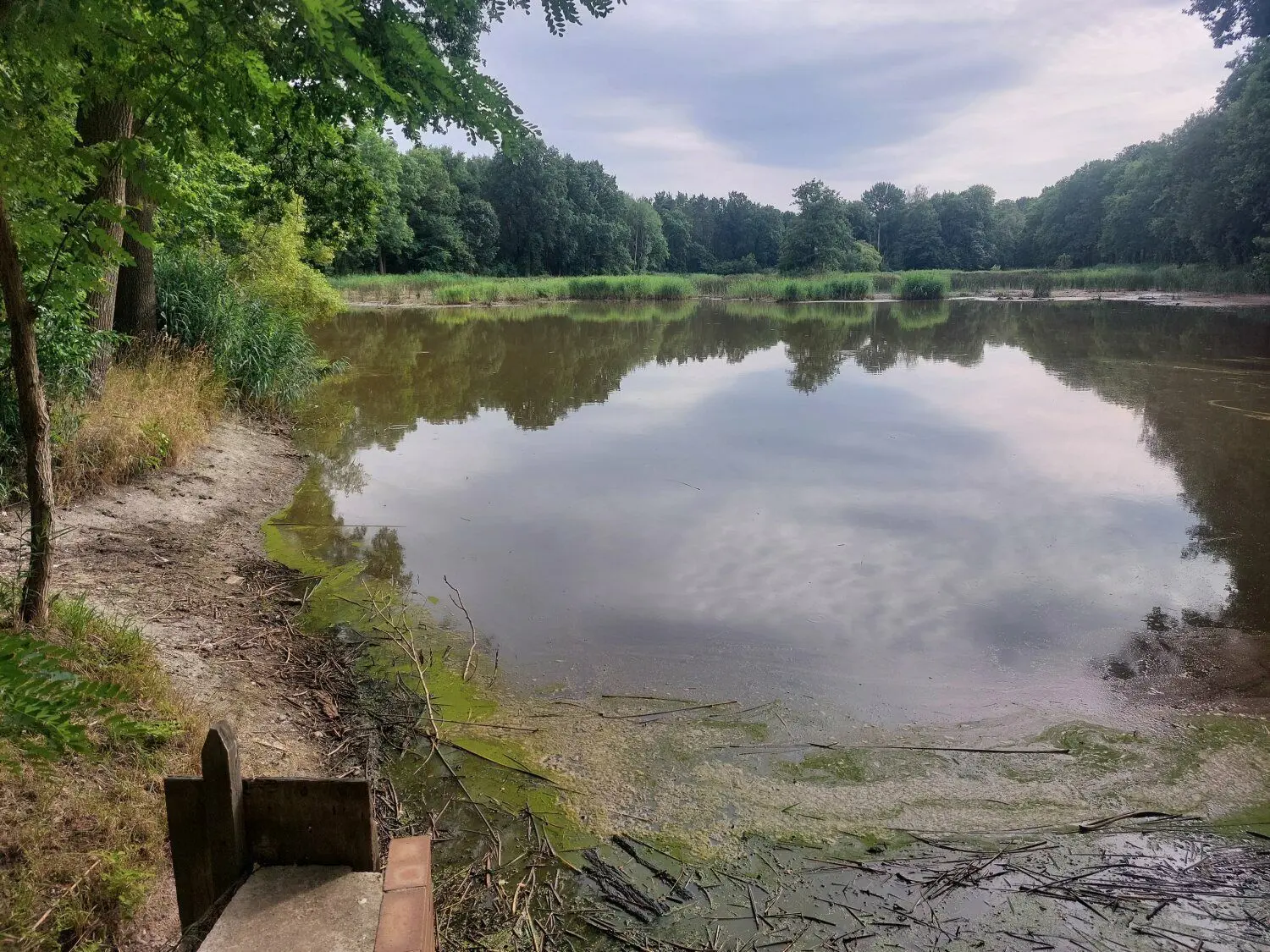 So sieht der jetzige Wasserstand am Radochlaer Teich aus. Die Tier- und Pflanzenwelt ist durch die niedrige Füllmenge derart bedroht, dass es zu einem Artensterben kommen kann.
