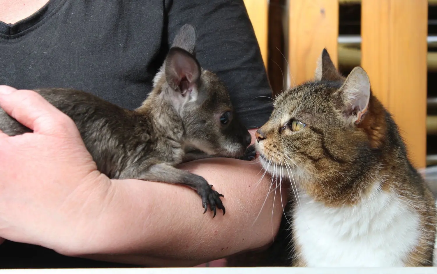 Kuscheln mit Katze heißt es hier für Känguru-Baby Max.