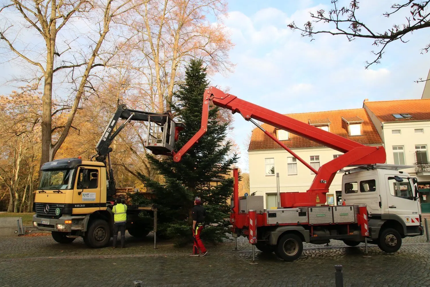 In der Breiten Straße stellen Mitarbeiter des Baubetriebsamtes am Montag nach Totensonntag den ersten Weihnachtsbaum auf.