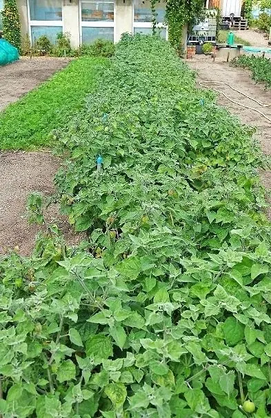 Die Physalis tanzt im übertragenen Sinn bei dem vielem Gemüse aus der Reihe. Noch braucht sie ein bisschen bis sie reif ist.