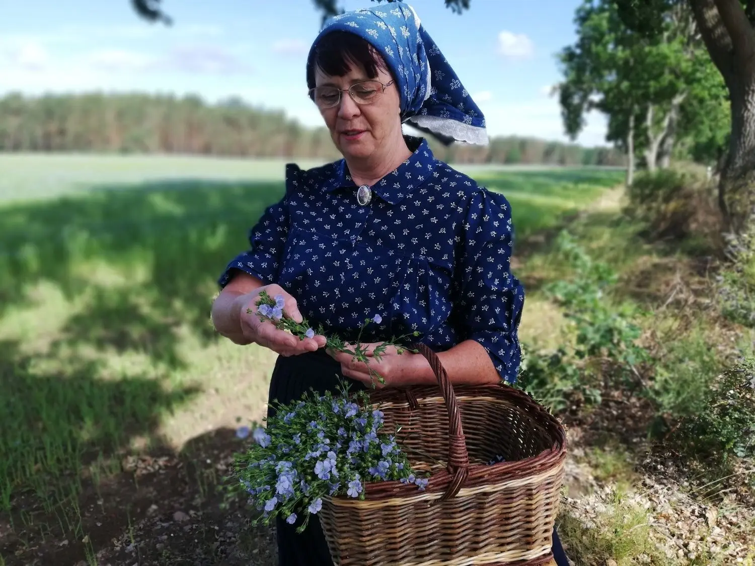 Blaue Stunde auf dem Lein-Feld in Siewisch: Gisela Christl mit den schönsten Blüten im Körbchen.