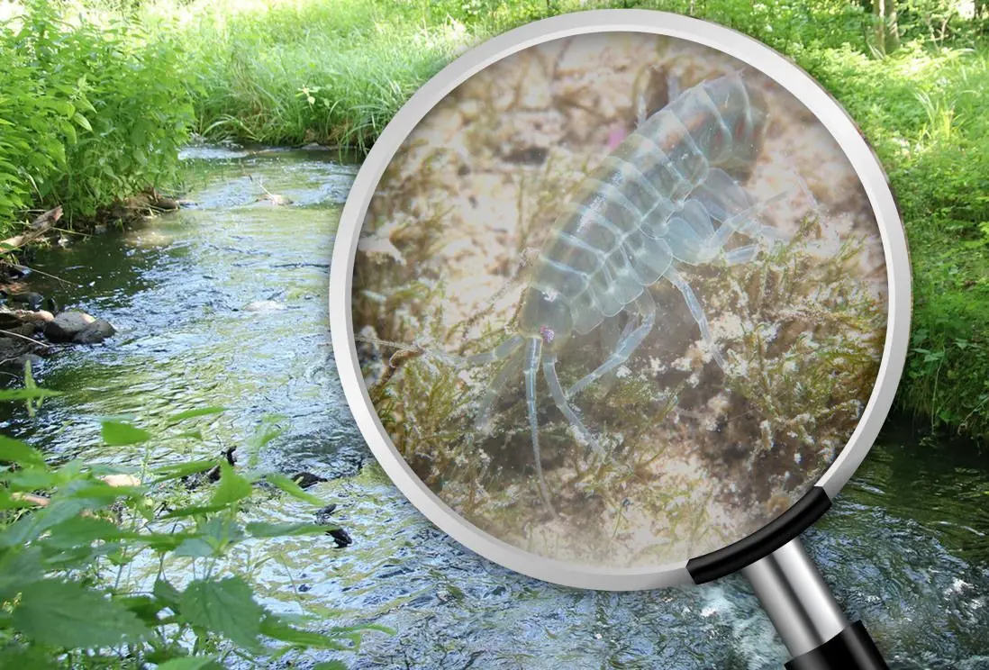 Seltsame kleine Tiere sind in den Gewässern rund bei Schlepzig. Was haben die in dem Fließgewässer zu suchen?