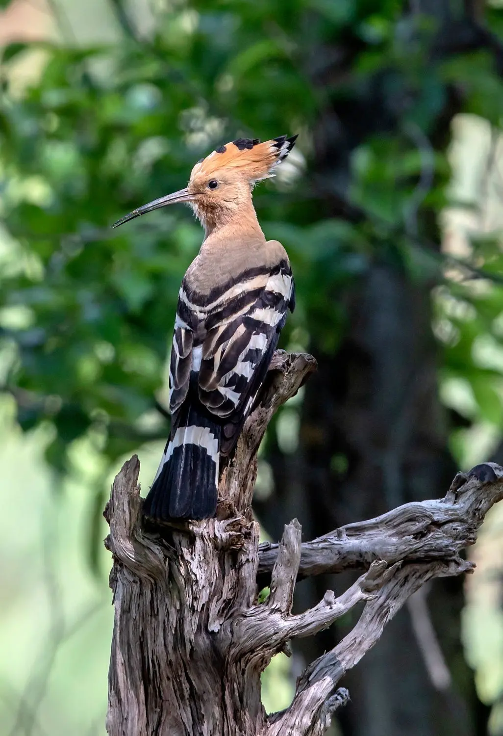 Auch der Wiedehopf ist in der Region zu entdecken, hier zum Beispiel am Lichtenauer See.