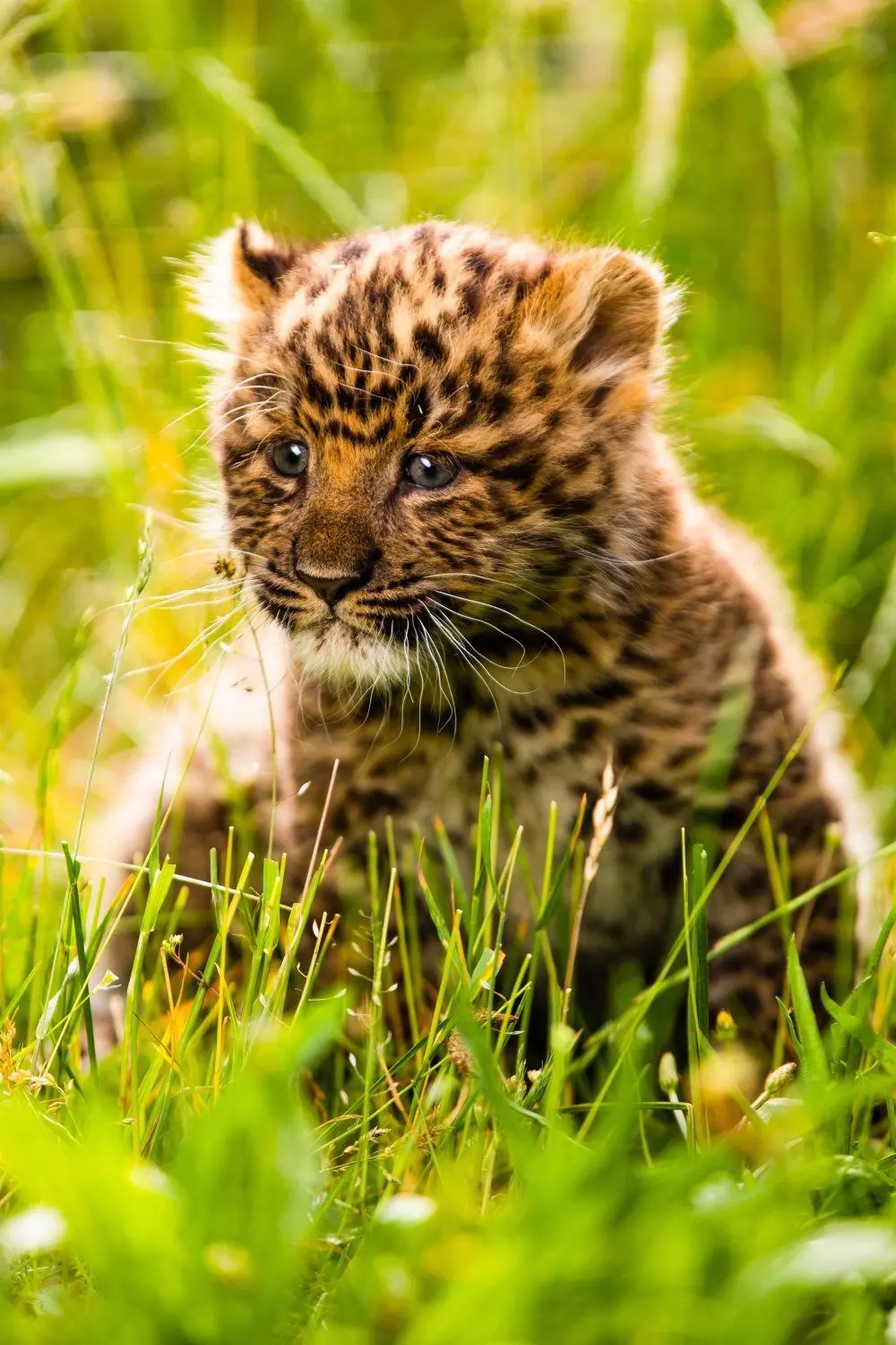 Ein Bild wie gemalt: In den kommenden 14 Monaten wird das Leo-Baby in Hoyerswerda zu sehen sein.