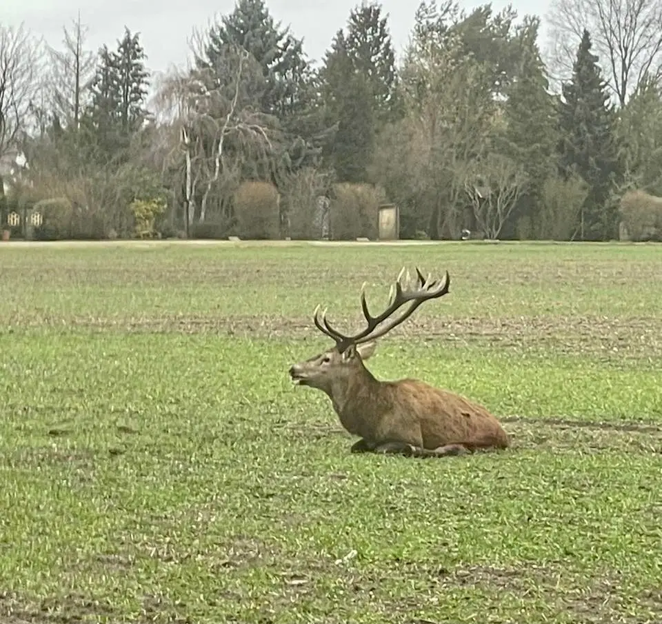 Der kapitale Hirsch und sein Schicksal haben in Rohne für Aufsehen gesorgt.