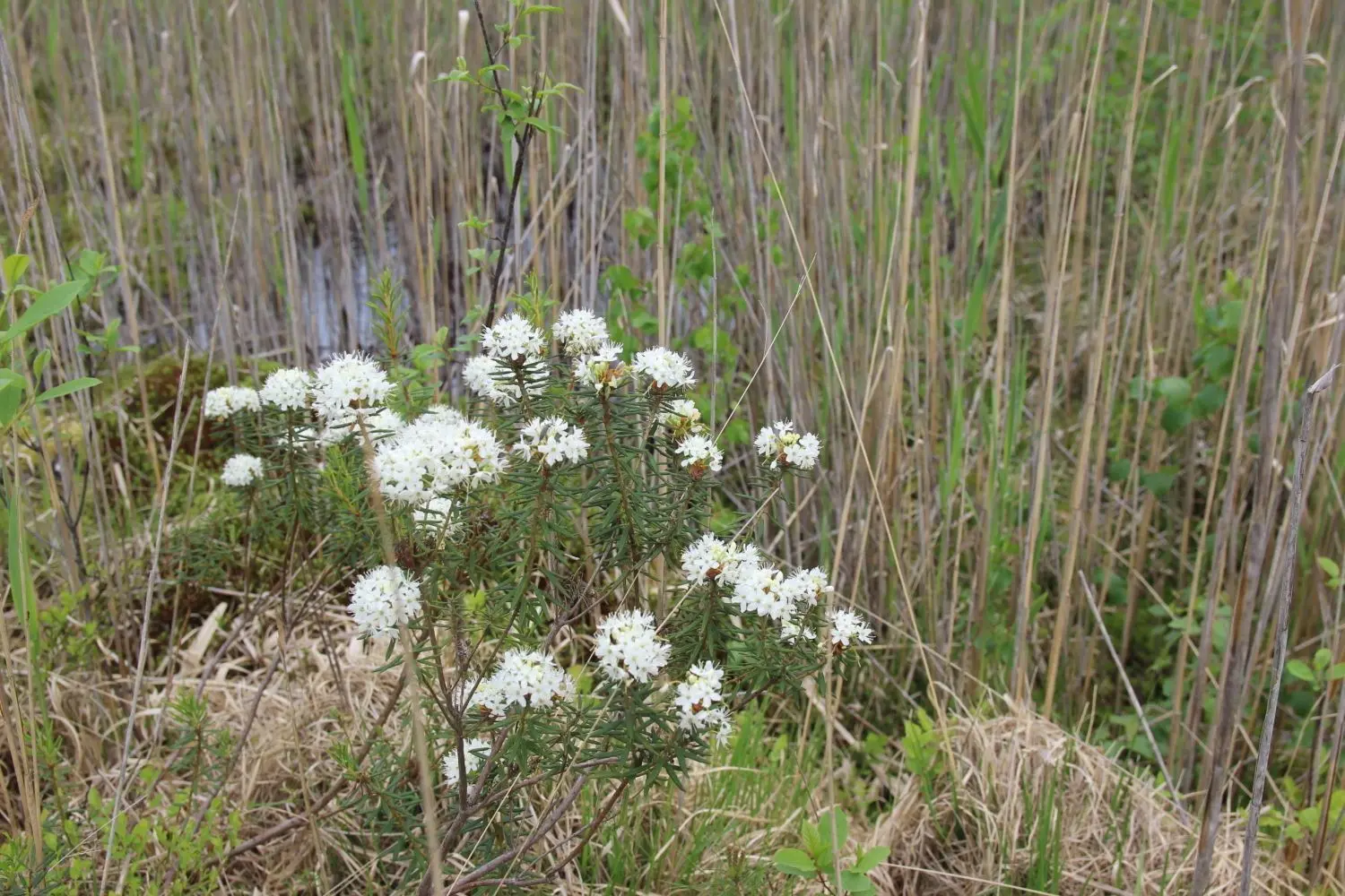 Derzeit blüht der Sumnpfporst im Dubringer Moor. Die Pflanze wird auch als Mottenkraut bezeichnet.
