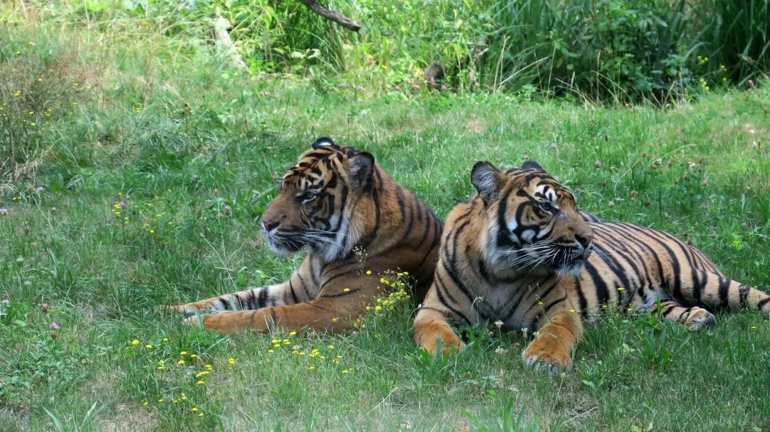 Bislang unzertrennlich: die Cottbuser Sumatratiger-Brüder. Tangse (rechts im Bild) ist jetzt überraschend gestorben.