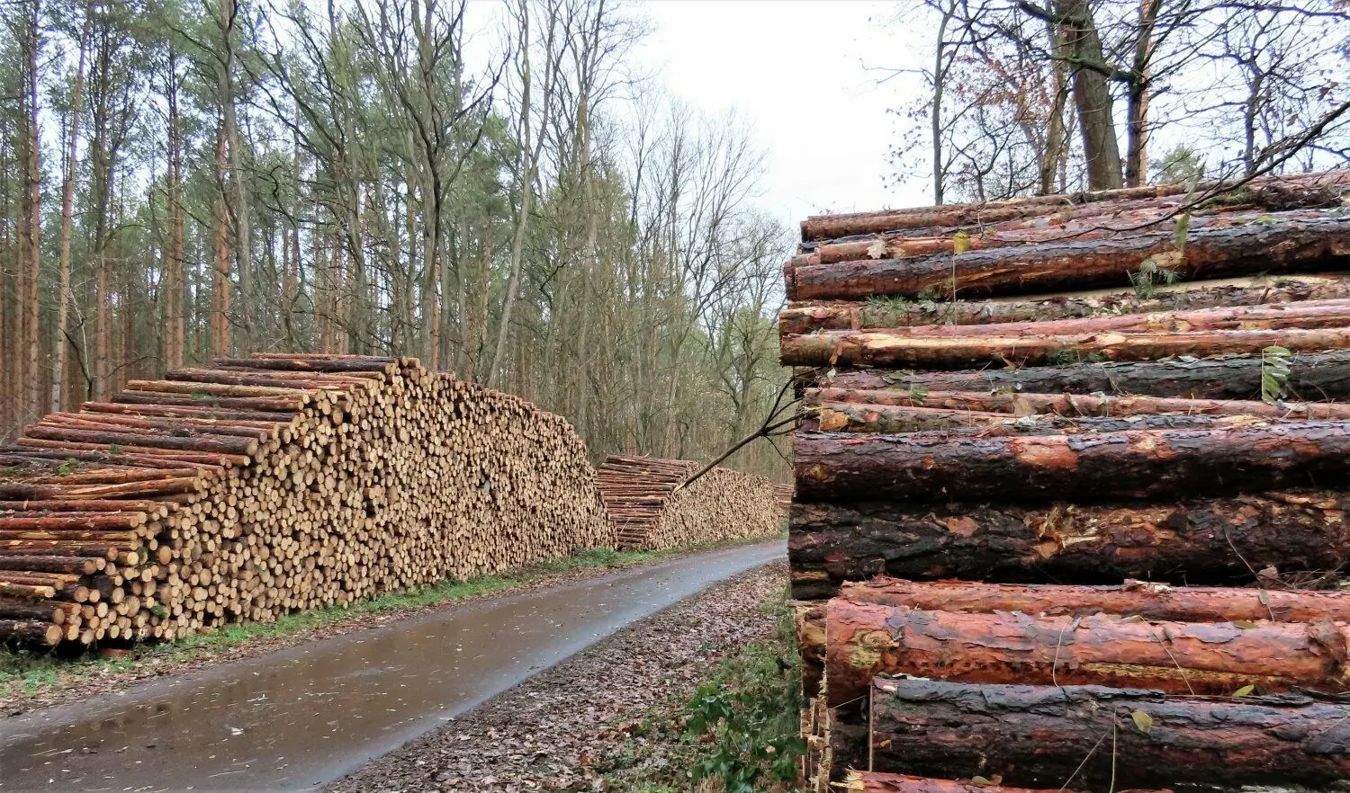 In den Wäldern bei Bühlow und Cantdorf wurde durchgeforstet.