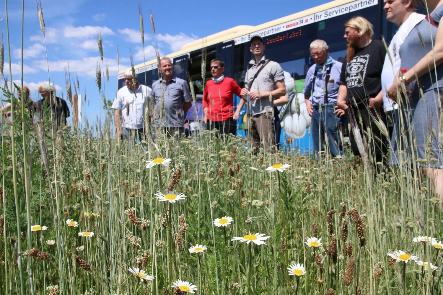 Blumen und Kräuter statt Getreide. Blühstreifen sieht sich die Gruppe auf einem Acker hinter Lübben an.