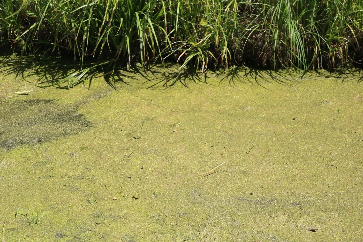 Ein Frosch im Graben.